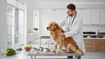 Why Your Dog Keeps Going Back to the Vet (And What Your Vet Might Not Tell You About Diet)