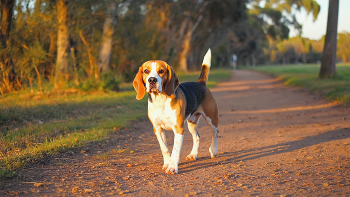 Your Beagle Is Not Just Greedy - How Smart Dry Food Choices Prevent Ob ...
