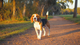 Your Beagle Is Not Just Greedy - How Smart Dry Food Choices Prevent Obesity Without Starving