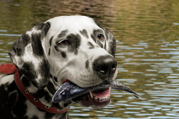 Something Should Be Fishy About Your Dog’s Skin Care Regime