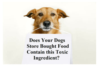 Does Your Dogs Store Bought Food Contain this Toxic Ingredient?
