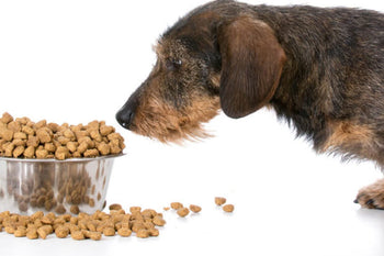 How This One Feeding Mistake Can Shorten Your Dog’s Life!