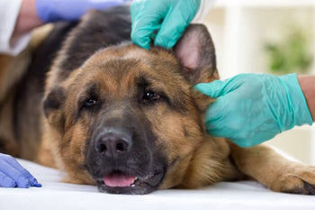 Discover How To Identify This Common Infection In Your Dog!