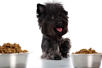Are all Grain-Free Dog Foods Created Equal?