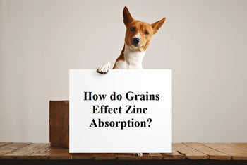 How do Grains Effect Zinc Absorption?