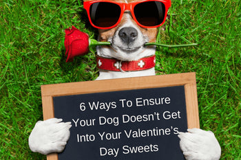 6 Ways To Ensure Your Dog Doesn't Get Into Your Valentine's Day Sweets