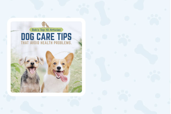 Dog care Tips