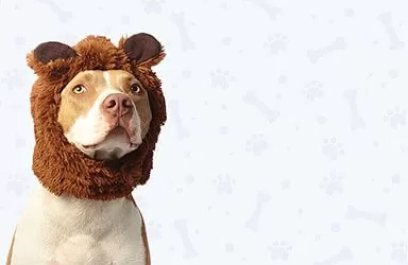 Stay Loyal: Doing Dog Food Differently